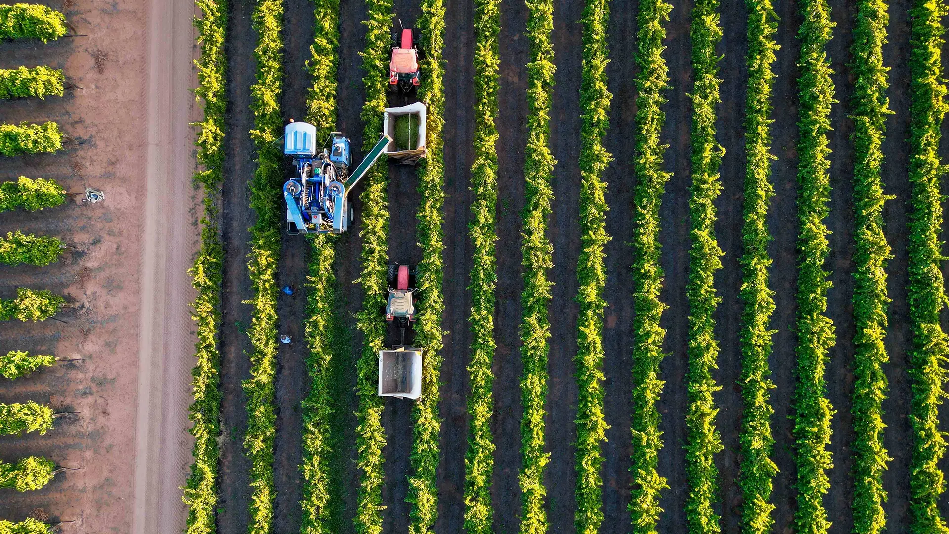 National Digital Twin for Australian Agriculture_2 copy Overhead view of crops