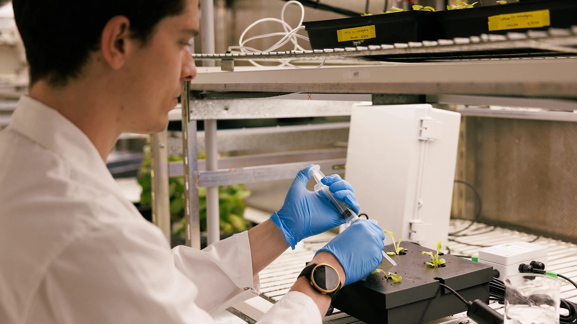 A scientist working on small plants.